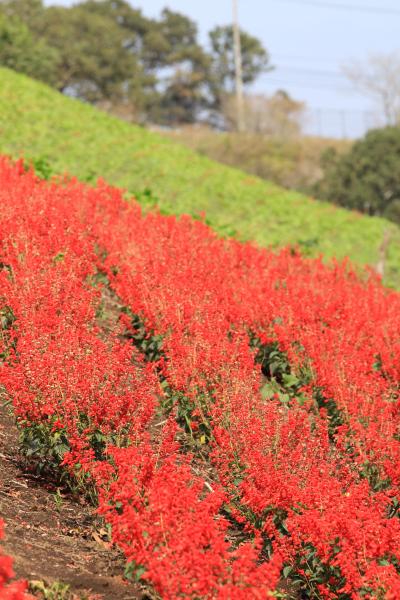 市原/木更津ぐるり旅【13】～花と緑と動物、そして人間とのふれあい～マザー牧場