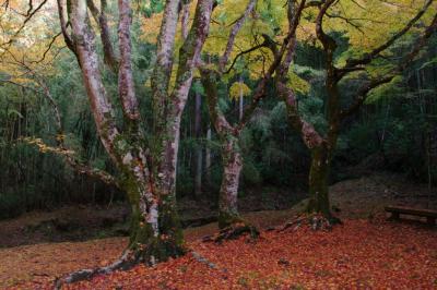 養老渓谷の紅葉