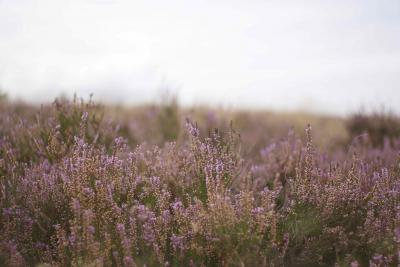 ハンブルク発ローカル線で行く*リューネブルガー・ハイデ(エリカ花畑)