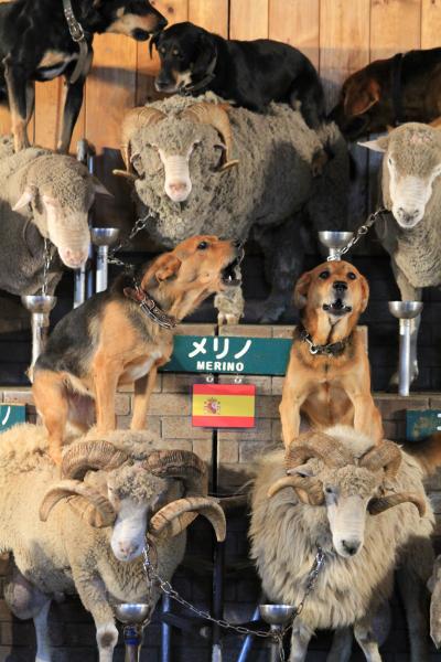 市原/木更津ぐるり旅【15】～花と緑と動物、そして人間とのふれあい～マザー牧場