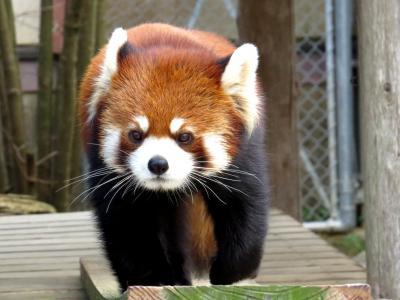 新春レッサーパンダ紀行【３】 大牟田市動物園　相変わらずキラッキラなレン君！！ 子ライオンあさひ君デビュー！！