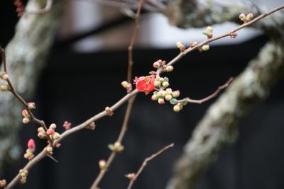 新春の鎌倉を見に行こう（鎌倉五山めぐり）