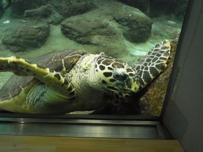 名古屋港水族館となばなの里のイルミネーション【名古屋港水族館編】（２０１２年１２月）