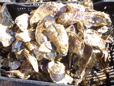 “ ２０１３。。。冬の味覚と観光酒蔵そして嬉野：陶器風呂を満喫♪”