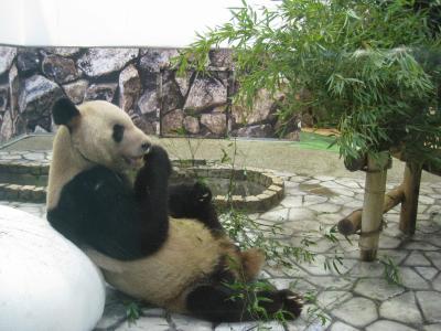 南紀白浜　　温泉とパンダに癒されて～