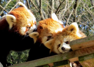 冬のレッサーパンダ紀行【２】 池田動物園　命名 しずくちゃん！！ 娘にベタベタなダイチ父さん！！