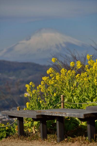 吾妻山公園、江の島 （2013 冬）