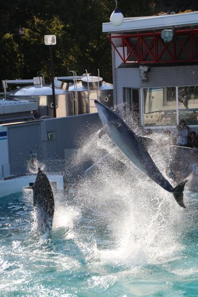 「しながわ水族館」　イルカの能力にびっくり！