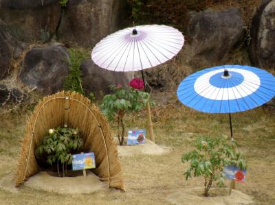 神戸相楽園のわらボッチにつつまれた冬牡丹