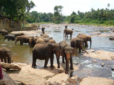 【2012.9　スリランカの旅】Part8 ピンナワラの象の孤児院