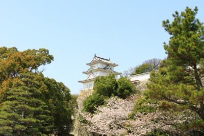桜の明石公園と天文台