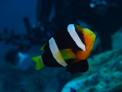 2012~2013 パプアニューギニア 秘境のリゾートでダイビング三昧の休日 前編