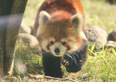 天王寺動物園へＧＯ　４ＴＲの皆さん１０人で関西レッサーパンダコミュ新年会　