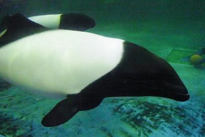 寿司屋リベンジと満を持しての水族館～マリンピア松島水族館編～。