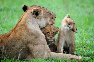 セレンゲティ動物図鑑（後編）～子ライオンvs子豹編