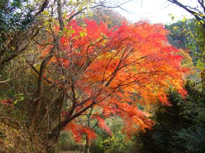 麻耶山　ハイキング