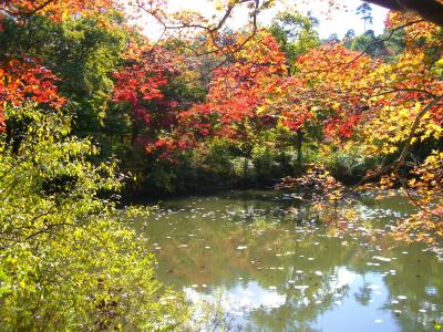 六甲山ハイキング　新神戸～森林植物園～有馬温泉