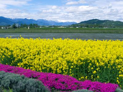 大町・安曇野の遅い春