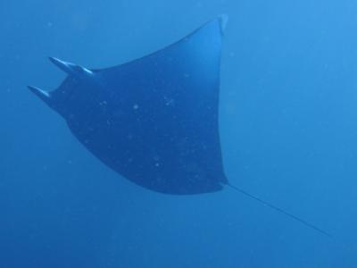 2012~2013 パプアニューギニア 秘境のリゾートでダイビング三昧の休日 後編