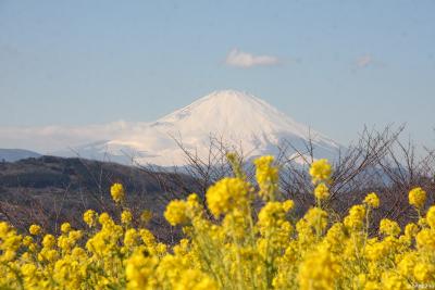春を探しに吾妻山へ：菜の花と富士山ウォッチング