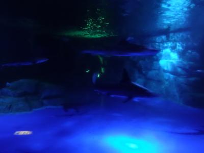八景島シーパラダイスの水族館とランチの駆け足めぐり・車椅子高齢者とともに