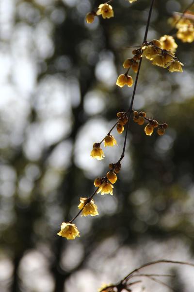 2013年　冬の半田山植物園　1月