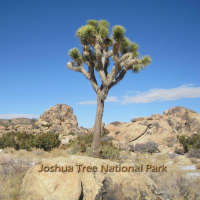 ジョシュア　ツリー　国立公園 　　　　Joshua Tree National Park