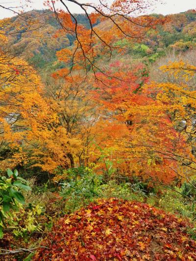 香嵐渓-4　飯盛山城址は森林公園に蘇えり　☆散りもみじに彩られて