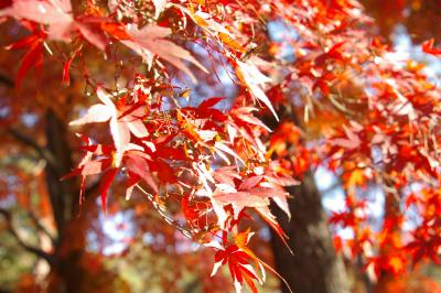 長瀞月の石もみじ公園