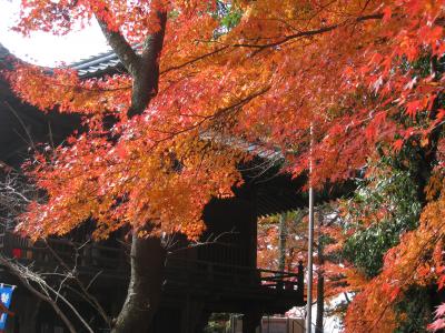 またまた秋を探して～犬山寂光院&桃太郎神社
