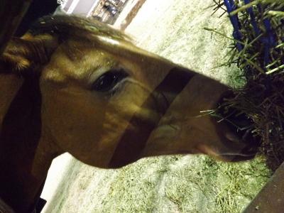 NATIONAL FINALS RODEO 2012 25回目（その1）