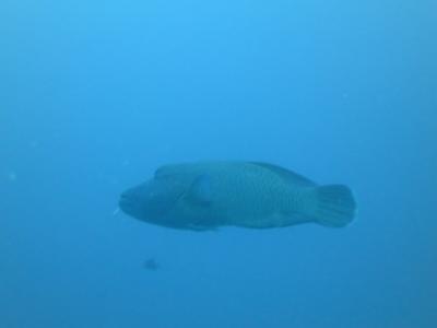 2013 Palau diving♪①～出発編～