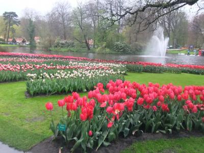 オランダ、ベルギー街歩き②キュウーヘンホフ公園、アムステルダム