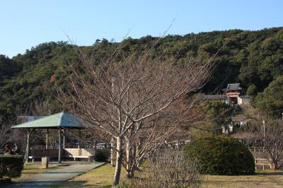 和歌山の正月風景その２（御手洗池公園～和歌浦天満宮）