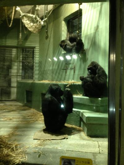 春よ来い 、早く来い、そんな気持ちで東山動物園散策です。