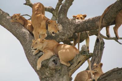 ケニア・タンザニアの旅（７）～セレンゲティ国立公園３・鈴なりの木登りライオン～