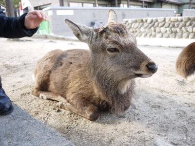 家族で行く年越しは宮浜温泉で＆宮島に初詣