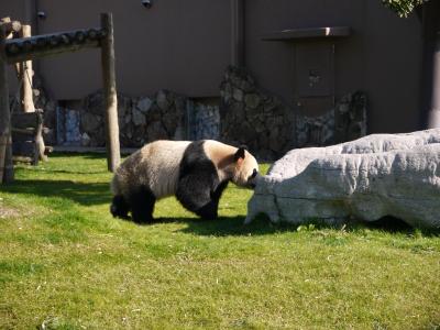 南紀白浜・勝浦　パンダと温泉の旅