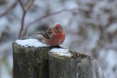 霧氷の金剛山で野鳥との出会い