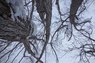 大雪山旭岳スノーウォーキング満喫。北海道東川町にて。