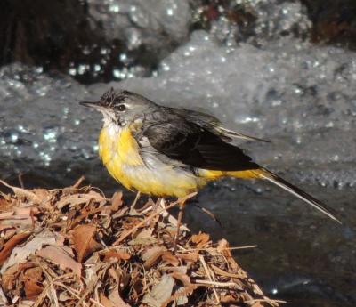 伊豆多賀の鳥と花：1月