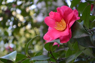 フラッと谷根千