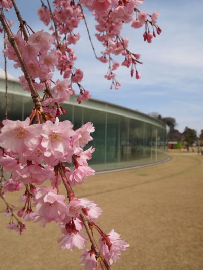 2012　金沢　桜めぐり　