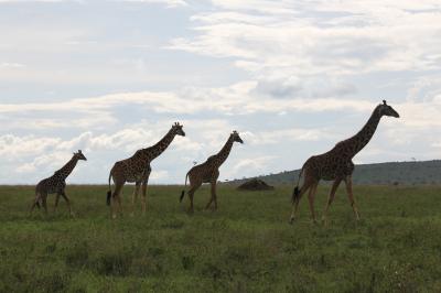 ケニア・タンザニアの旅（９）～セレンゲティ国立公園５・ゾウ、キリン、インパラの群れ～