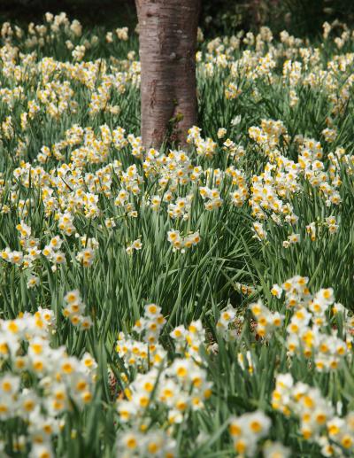 一足早い春を求めて・・・江月水仙ロードを散策　～清楚な白色の花の絨毯～