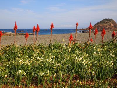 春を探しに～東伊豆３兄弟の旅