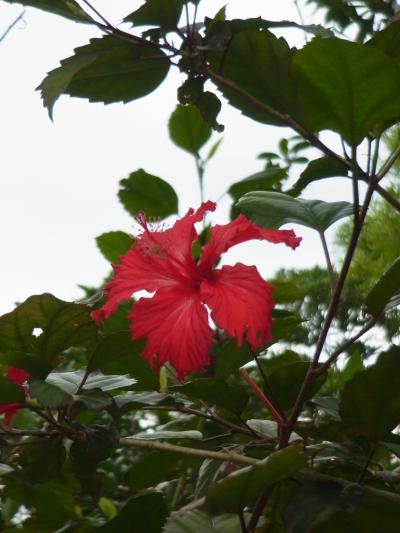 やんばると美ら海とジュゴンへ⑥(ここでクイズです)~準備中~