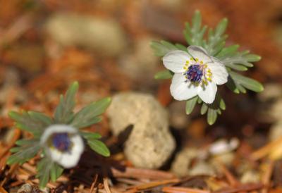 妖精がお目覚め　セツブンソウが開花し始めた京都府立植物園へ