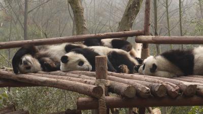 成都観光（パンダ繁育研究基地）