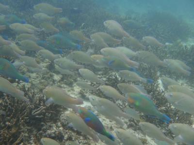 高級リゾートエルニドを満喫　付録～私が出会ったお魚さん